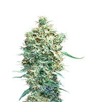 Auto Afghani (VIP seeds)