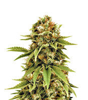 Cluster Bomb (Bomb Seeds)