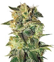 Sugar Mango Ryder Auto (World of Seeds)