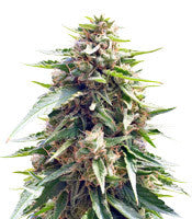 Blueberry Gum (G13 Labs)