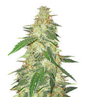 BCN Power Plant (Seedstockers)