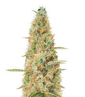 Wedding Glue Auto (Seedstockers)