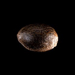 White Domina - 1 Seed