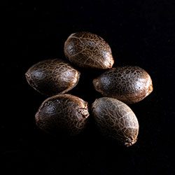 White Domina - 5+2 Seed