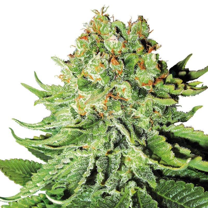 Northern Lights Auto White Label -5