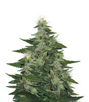 LA Woman (DNA Genetics)