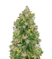 Auto Lemon Kix (Auto Lemon Z) (Dutch Passion)