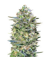 Critical Lemon (Advanced Seeds)