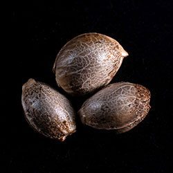 CBDV Auto - 3+1 Seed