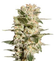 Belladonna (Paradise Seeds)