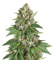 Auto Do-Si-Dos Cookies (00 Seeds)