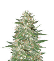 Amazing Haze (Homegrown Fantaseeds)