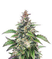 Chocolopez (BlimBurn Seeds)