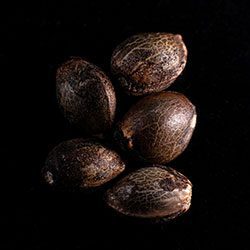 Swiss Dream Rosé Auto Cbd - 5+2 Seed