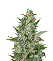 Super Critical Auto (GHS)