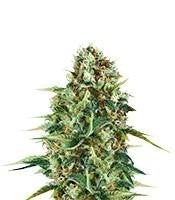 Royal AK (RQS)