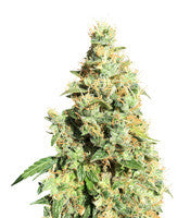 AK420 (Seedstockers)