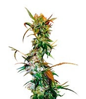 VIP Haze (VIP seeds)
