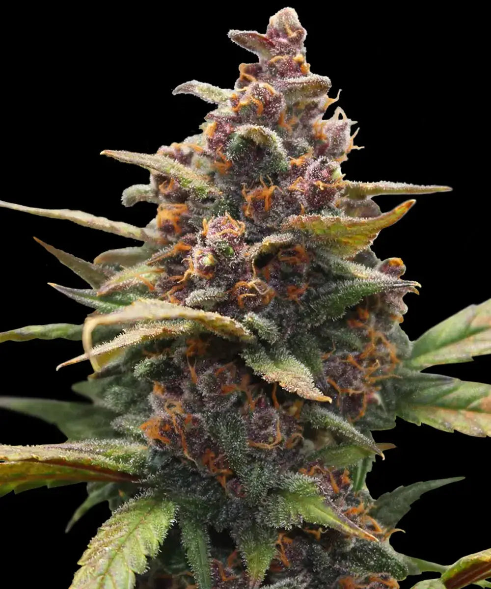 Barneys Farm Ayahuasca Purple - 1 Stück