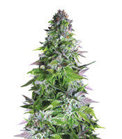 Romulan (Pyramid Seeds)