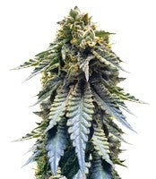Chocolate Mint OG (Humboldt Seeds)